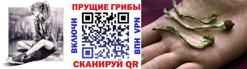 Купить  Коркино  Галлюциногенные грибы MAGIC MUSHROOMS 